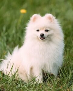 TOP 15 SMALL DOG BREEDS IN INDIA | PRICE, FOOD HABITS & LIFE SPAN