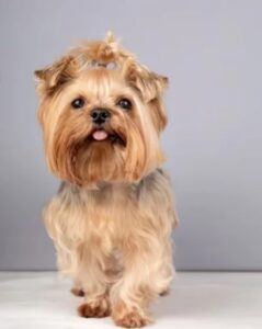 TOP 15 SMALL DOG BREEDS IN INDIA | PRICE, FOOD HABITS & LIFE SPAN