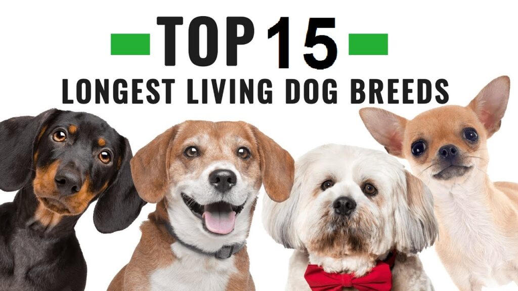 TOP 15 SMALL DOG BREEDS IN INDIA | PRICE, FOOD HABITS & LIFE SPAN